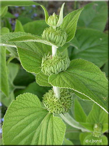 Boutons floraux du Phlomis de Russel Phlomis de Russel, boutons floraux