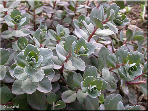 Sedum 'Bertram Anderson'