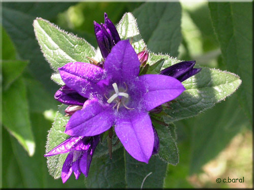 Campanula  glomerata 'Dahurica'