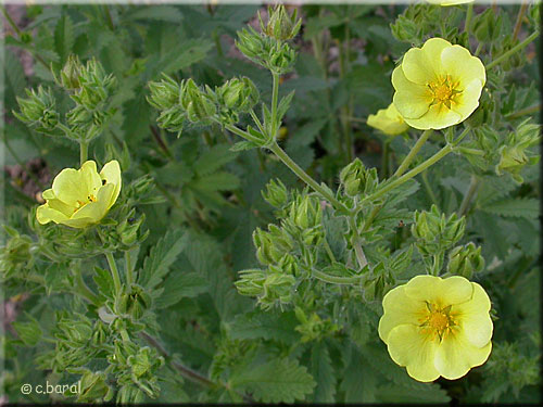 Potentille dressée, fleurs