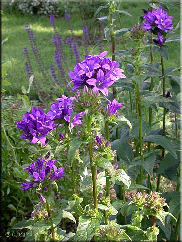 Campanula glomerata 'Dahurica' Campanule agglomérée, Campanula glomerata 'Dahurica'