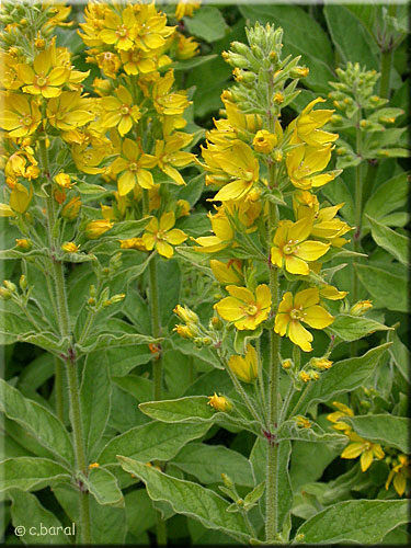 Lysimachia punctata