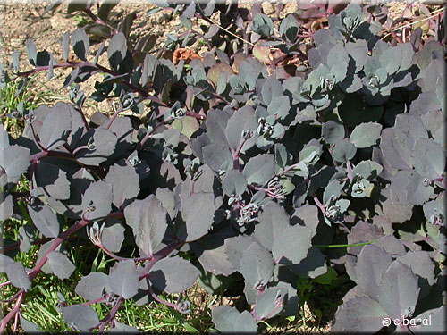 Sedum 'Bertram Anderson' Sedum 'Bertram Anderson'