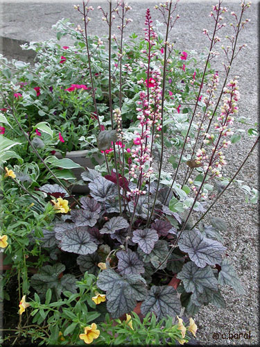 Heuchera 'Silver Scrolls' Heuchera 'Silver Scrolls'