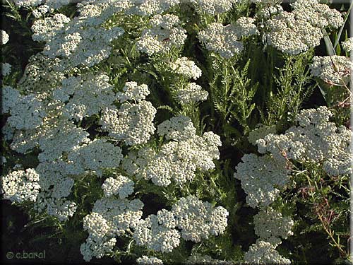 Achillée odorante Achillée odorante, fleurs