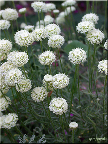 Santoline petit cyprès 'Edward Bowles' Santolina chamaecyparissus 'Edward Bowles'