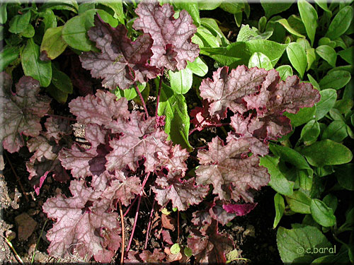 Heuchère, Heuchera 'Can-Can' Heuchère, Heuchera 'Can-Can'