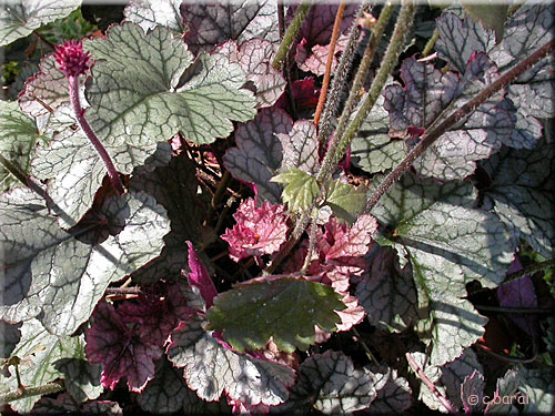 Heuchère 'Silver Scrolls', Heuchera 'Silver Scrolls'