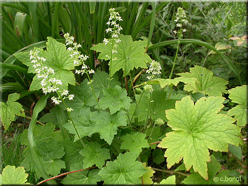 Heuchère 'Chantilly', Heuchera villosa 'Chantilly'