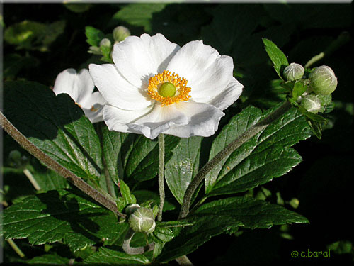 Anémone du Japon 'Honorine Jobert', Anemone japonica