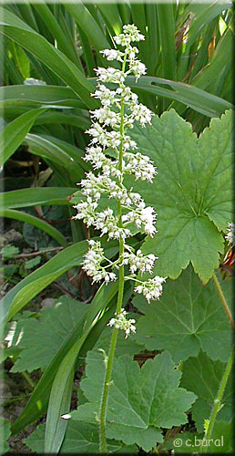 Fleurs d'Heuchera villosa 'Chantilly'