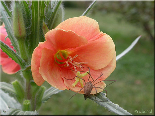 Fleur d'Onagre versicolor 'Sunset Boulevard'