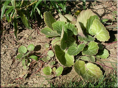 Saxifrage stolonifère, Saxifraga stolonifera