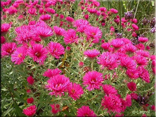 Aster 'Andenken an Alma Potschke'