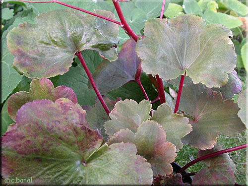 Saxifraga cortusifolia 'Rubrifolia'