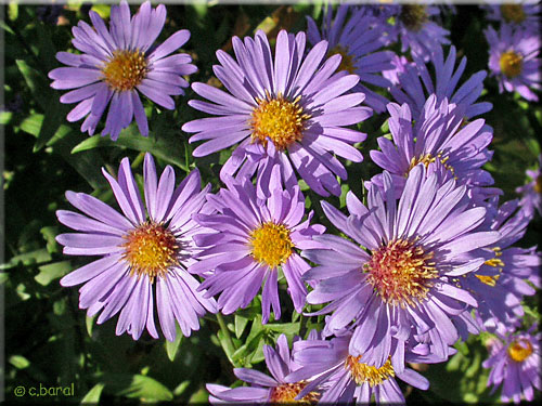 Fleurs de l'Aster laevis 'Calliope' Aster laevis 'Calliope'