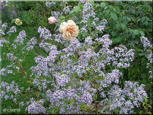 Aster cordifolius 'Ideal'