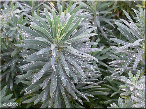 Euphorbia characias 'Wulfenii'