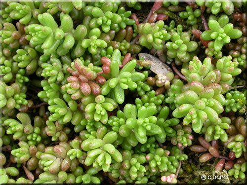 Sedum album, Orpin blanc