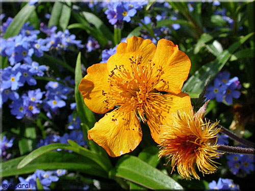 Benoîte 'Coppertone'