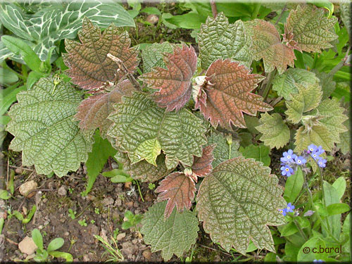 Boehmeria platanifolia, Boehmeria à feuilles de platane Boehmeria platanifolia, Boehmeria à feuilles de platane