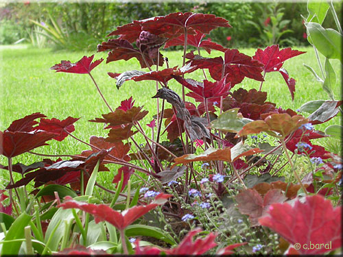 Heuchera 'Palace Purple'