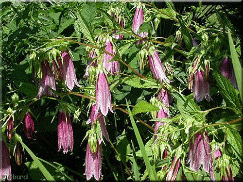 Campanule takesimana 'Elisabeth' Campanule takesimana 'Elisabeth'