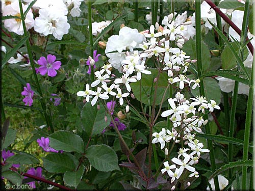 Clematis recta 'Purpurea' Clematis recta 'Purpurea'