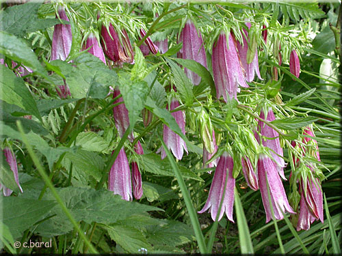 Campanule takesimana 'Elisabeth'