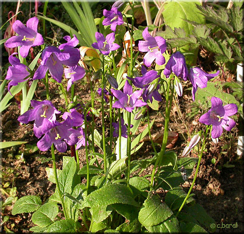 Campanula collina
