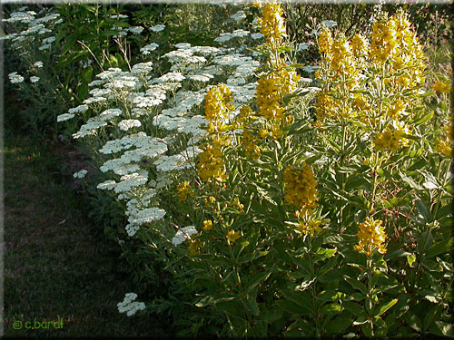 Achillée odorante et Lysimaque ponctuée Achillée odorante et Lysimaque ponctuée