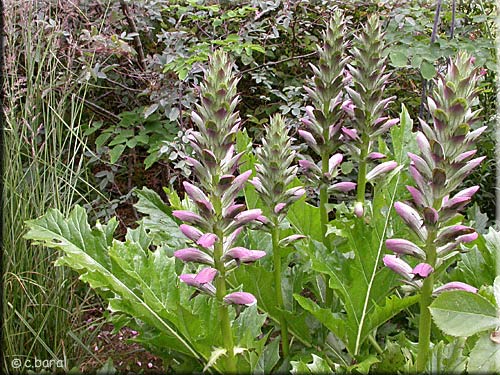 Acanthus mollis, Acanthe mollis