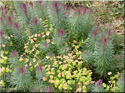 Euphorbia cyparissias 'Clarice Howard' Euphorbia cyparissias 'Clarice Howard'