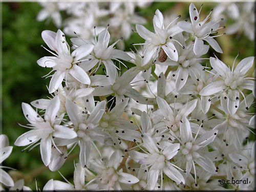 Fleurs de l'Orpin blanc, Sedum album
