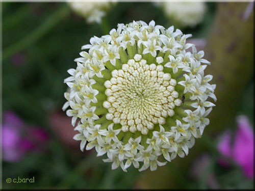 Fleurs de la Santoline 'Edward Bowles'