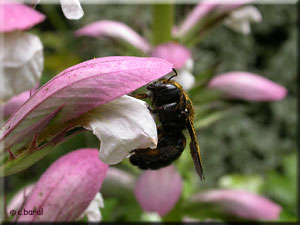 Xylocope et Acanthe mollis