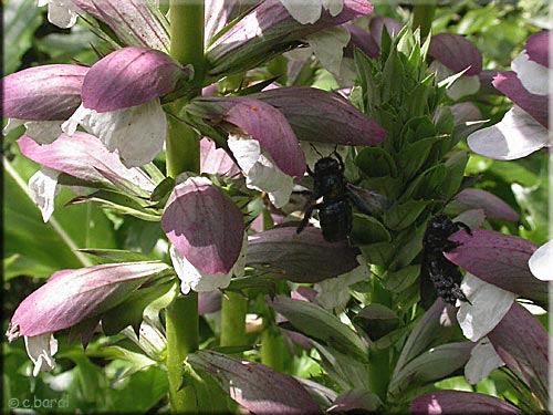 Fleur d'Acanthe mollis