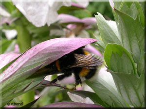 Bourdon et Acanthe mollis