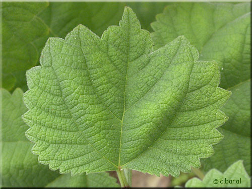 Feuille de Boehmeria platanifolia