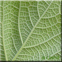 Feuille de Boehmeria platanifolia, revers