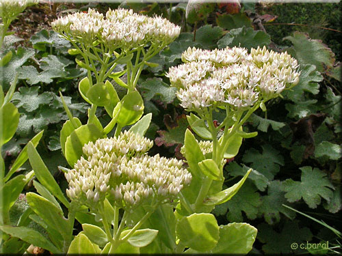 Sédum spectabile 'Stardust'