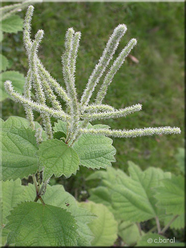 Fleurs de Boehmeria platanifolia Fleurs de Boehmeria platanifolia