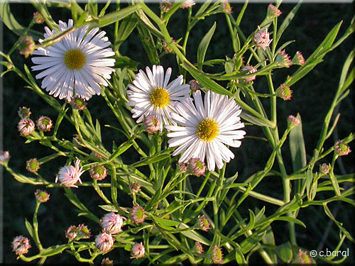 Boltonie faux aster 'Snoxbank', Boltonia asteroides Boltonie faux aster 'Snoxbank', Boltonia asteroides