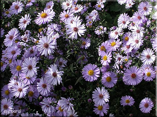 Aster laevis 'Calliope'
