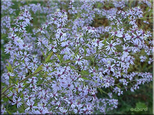 Aster cordifolius 'Ideal'