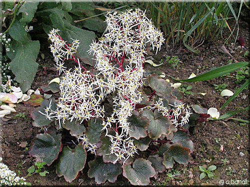 Saxifraga cortusifolia 'Rubrifolia'