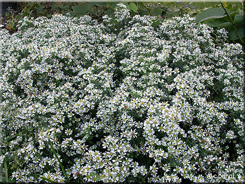  Aster ericoides 'Prostatus'