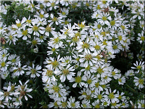 Fleurs d'Aster ericoides 'Prostatus'