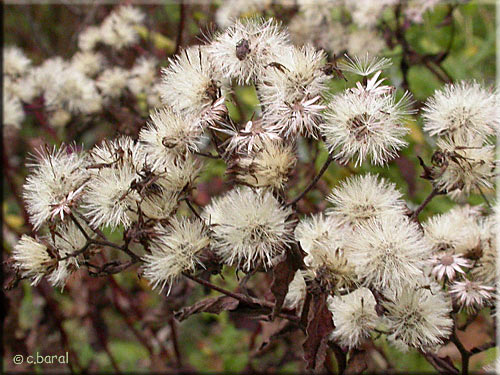 Graines de l'Aster divaricatus