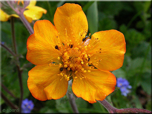 Fleurs de Benoîte 'Coppertone' Benoîte 'Coppertone' fleurs
